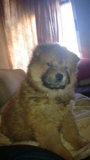 Hermosos cachorros Chow Chow