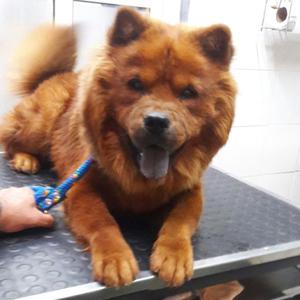 CHOW CHOW CACHORROS