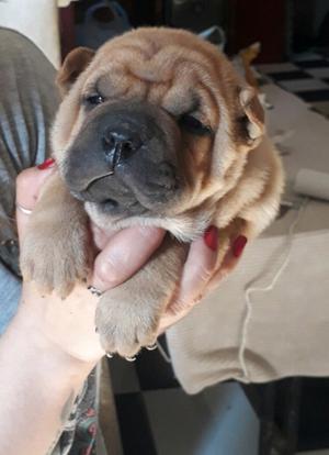 Cachorros shar pei