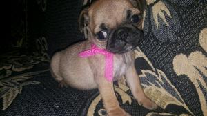 Hembrita pug carlino.super chikita