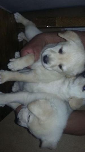 Labradores 45 dias