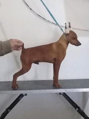 PINSCHER MINIATURA !! CACHORROS MACHOS. EXCEL. PEDIGREE !!