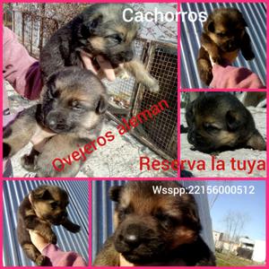 Vendo cachorros ovejeros alemán