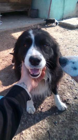 Border collie cachorros