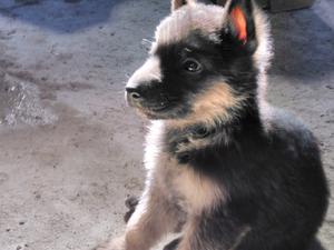 Cachorros Ovejero alemán