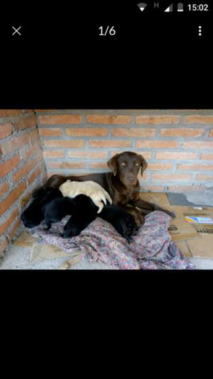 Cachorros labradores !!