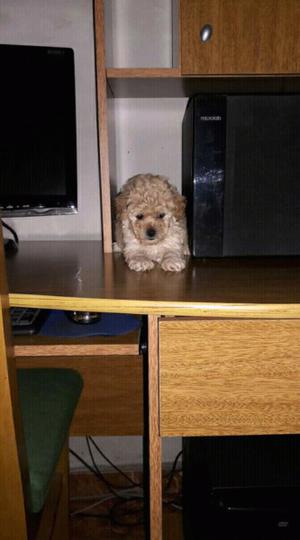 Caniche hembrita machito vacunados
