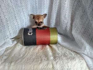 Chihuahua Super mini