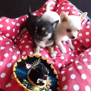 Chihuahuas minis de wana