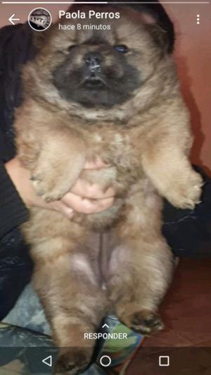 Chow chow ala venta!