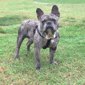 Pendiente Bulldog Frances Blue Merle Exotico En Stud
