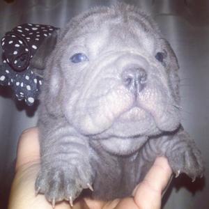 Shar pei azul con pedigree YESHUA FCA