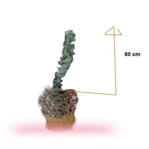 crasula penca cactus de casi 1 metro de alto brota brota