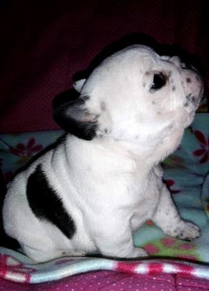 Exelente cachorrita bulldog frances