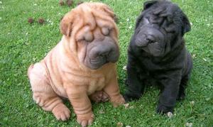 Vendo shar pei