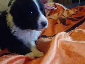 cachorro border collie,60 dias,desp y vac. $ -