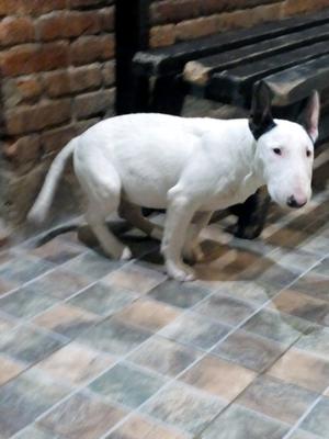 Bull terrier 4 1/2 meses muy lindo