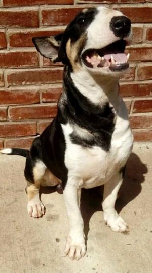 Bull terrier macho para servicio de stud/ montas