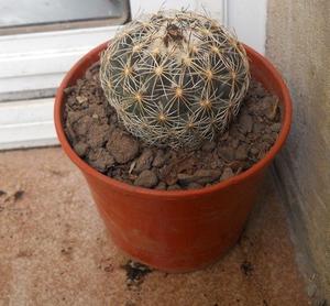 Cactus mammillaria johnstoni maceta 12