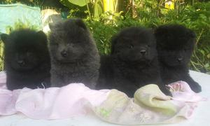 Hermosos cahorros Chow Chow