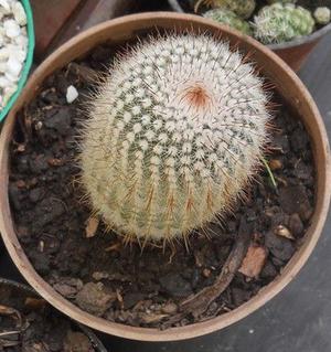 notocactus scopa maceta 12