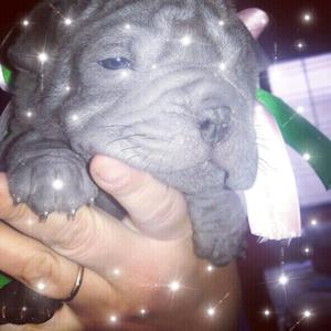 Shar pei hembra blue con pedigree fca YESHUA SHAR PEI