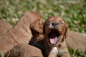 Cachorritos Cocker Spaniel Canela