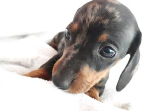 Dachshund mini excelente