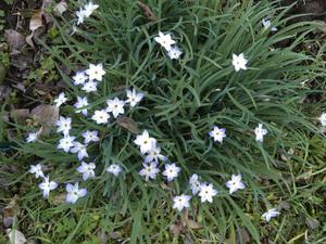 Tristagma uniflorum o estrella de primavera