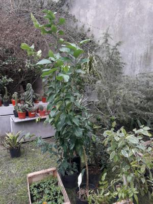 Vendo hermosas planta de limoneros