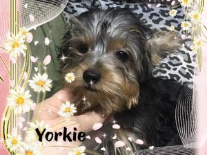 Yorkshire terrier con pedigrí