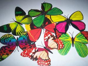 mariposas de colores - lote 4