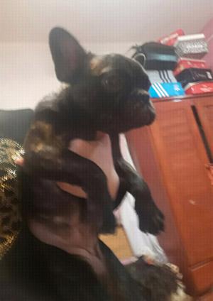 Bulldog frances hembra de 6 meses