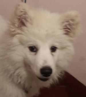 HERMOSO CACHORRO SAMOYEDO-