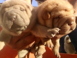 Shar pei hembras