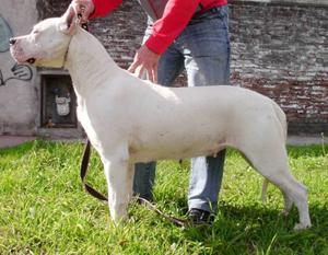 Dogo Argentino Excelentes Cachorros Con Fca