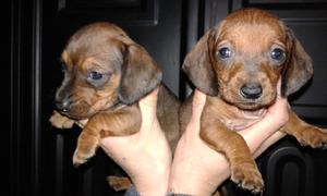 Salchichas dachshund machos y hembras