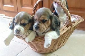 VENDO CACHORROS BEAGLE