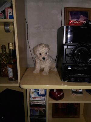 Caniche micro mini machito