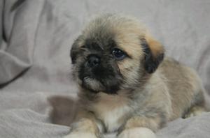 Machito de shih tzu con pug