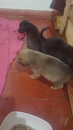 Regalo Hermosos Perritos