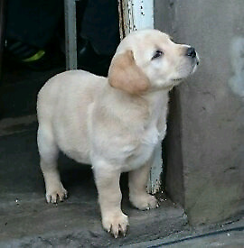 Cachorros labradores listos para entregar