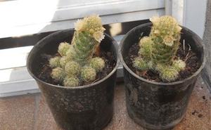 Cactus Mammilarias Elongata Amarilla En Flor Maceta 10