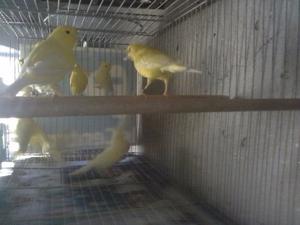 Canarios machos amarillos