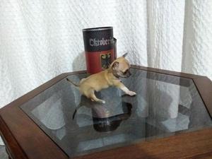 Chihuahua Super Mini