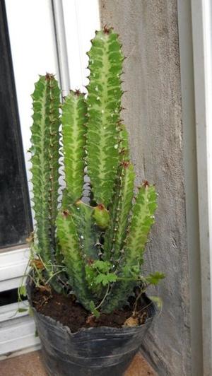 Euphorbia trigona maceta 12 colmada