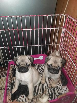 Pug Carlino exelentes cachorros!