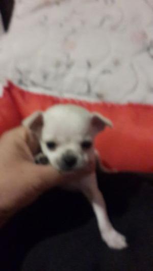 Chihuahua super mini