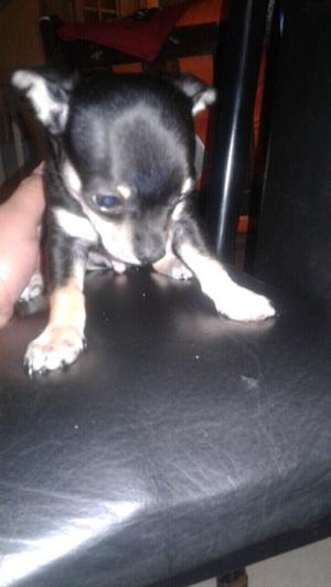 VENDO CHIHUAHUA PUROO!!
