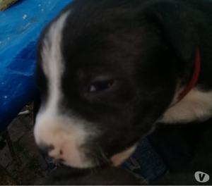 vendo cachorros pitbul